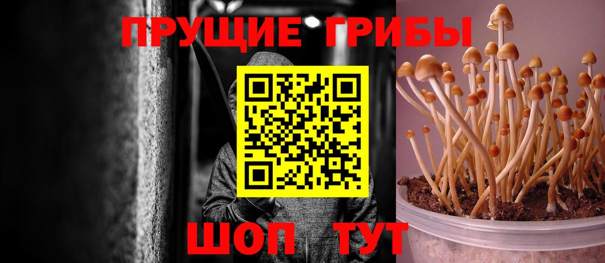 Свободный  Псилоцибиновые грибы прущие грибы  Вход с VPN 
